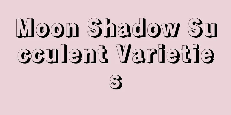 Moon Shadow Succulent Varieties