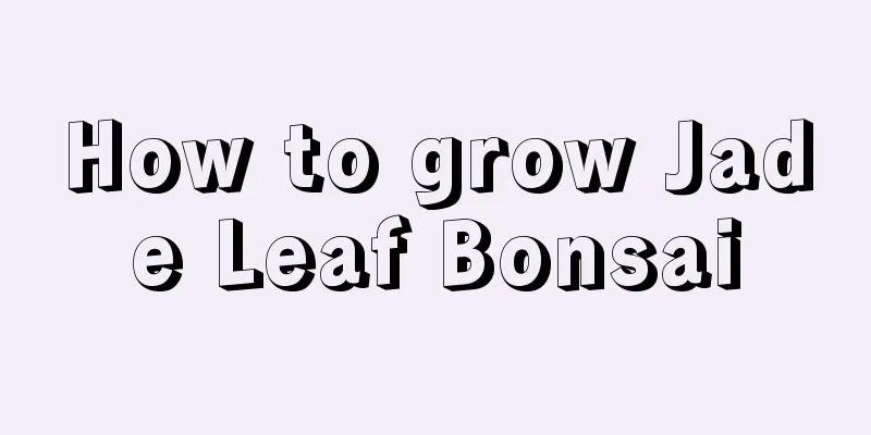 How to grow Jade Leaf Bonsai