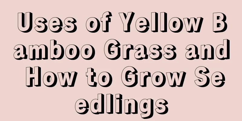 Uses of Yellow Bamboo Grass and How to Grow Seedlings