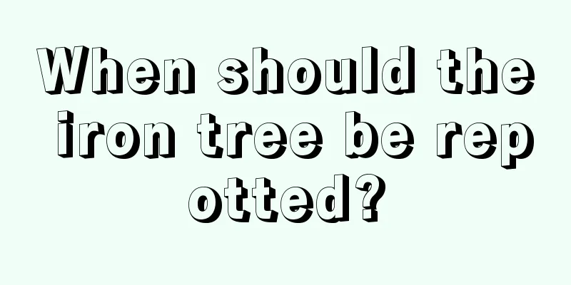 When should the iron tree be repotted?