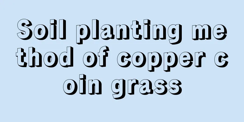 Soil planting method of copper coin grass