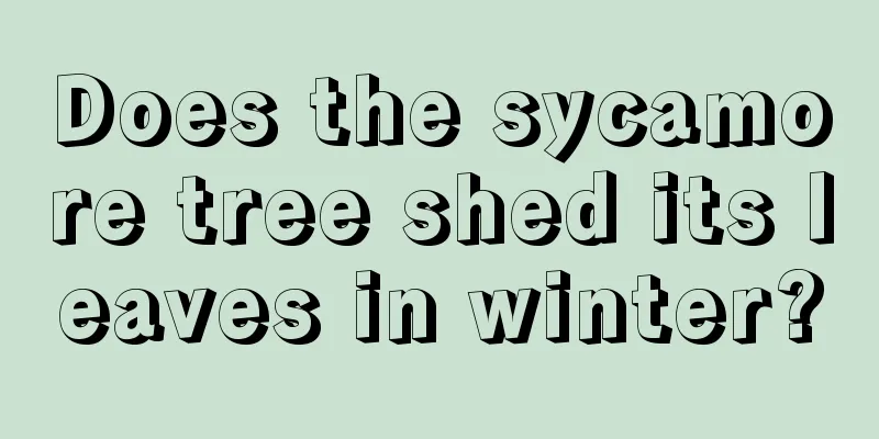 Does the sycamore tree shed its leaves in winter?