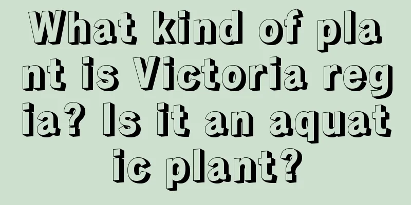 What kind of plant is Victoria regia? Is it an aquatic plant?