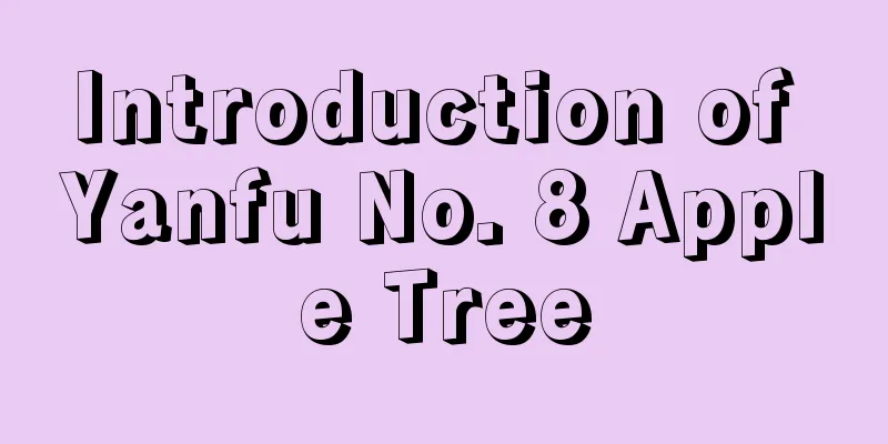 Introduction of Yanfu No. 8 Apple Tree