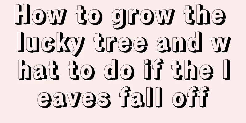 How to grow the lucky tree and what to do if the leaves fall off