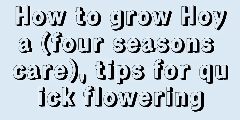 How to grow Hoya (four seasons care), tips for quick flowering