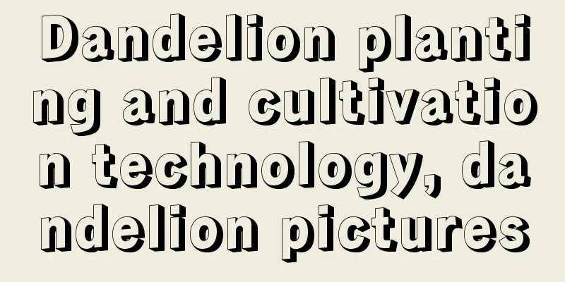 Dandelion planting and cultivation technology, dandelion pictures