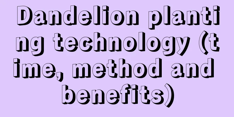 Dandelion planting technology (time, method and benefits)