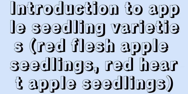 Introduction to apple seedling varieties (red flesh apple seedlings, red heart apple seedlings)