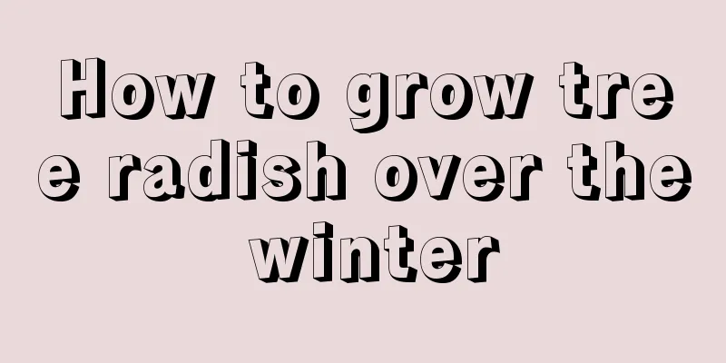 How to grow tree radish over the winter