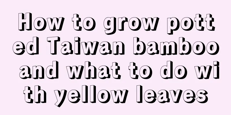 How to grow potted Taiwan bamboo and what to do with yellow leaves