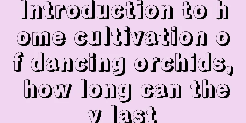 Introduction to home cultivation of dancing orchids, how long can they last