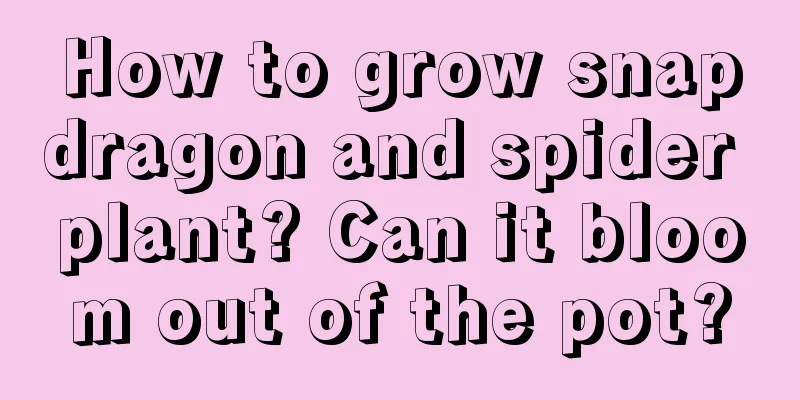 How to grow snapdragon and spider plant? Can it bloom out of the pot?