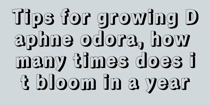 Tips for growing Daphne odora, how many times does it bloom in a year