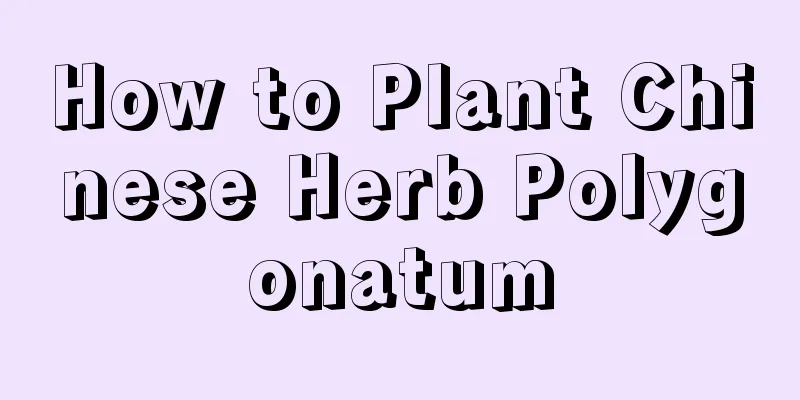 How to Plant Chinese Herb Polygonatum