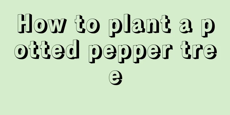 How to plant a potted pepper tree