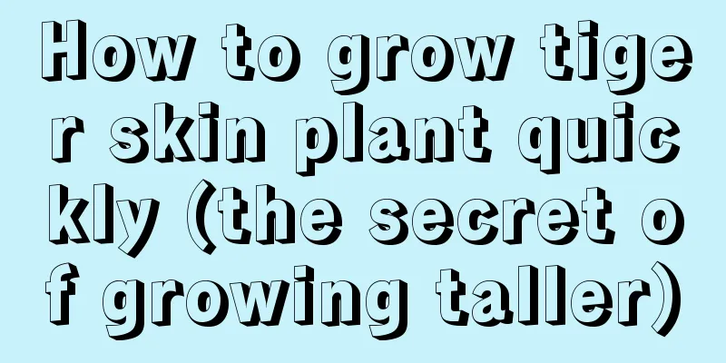 How to grow tiger skin plant quickly (the secret of growing taller)