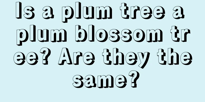 Is a plum tree a plum blossom tree? Are they the same?