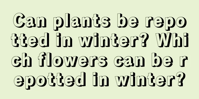 Can plants be repotted in winter? Which flowers can be repotted in winter?