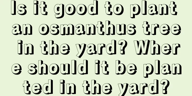 Is it good to plant an osmanthus tree in the yard? Where should it be planted in the yard?