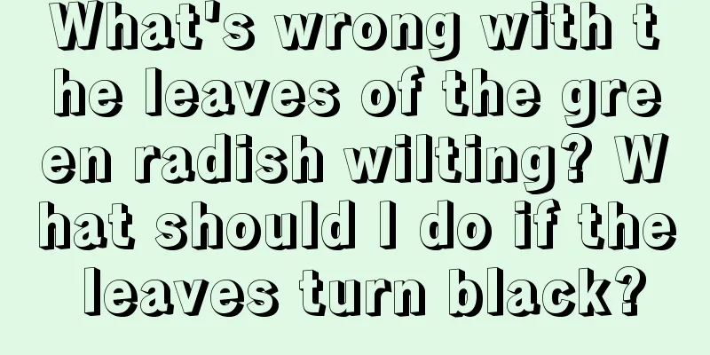 What's wrong with the leaves of the green radish wilting? What should I do if the leaves turn black?