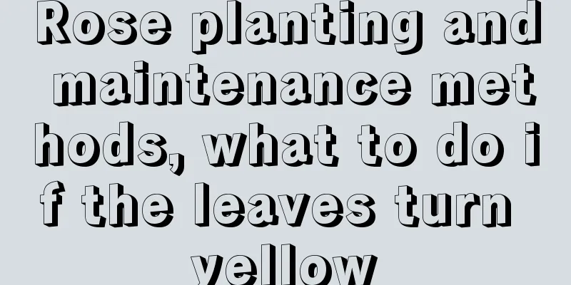 Rose planting and maintenance methods, what to do if the leaves turn yellow