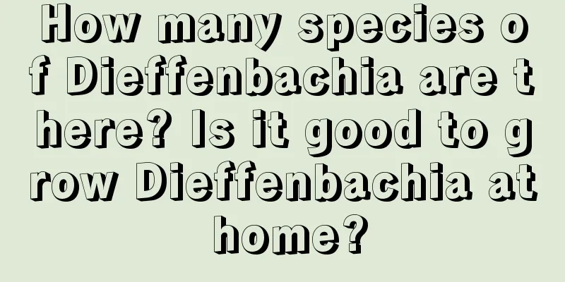 How many species of Dieffenbachia are there? Is it good to grow Dieffenbachia at home?