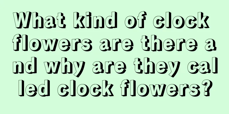 What kind of clock flowers are there and why are they called clock flowers?