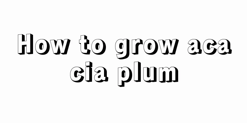 How to grow acacia plum