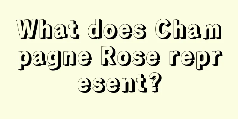 What does Champagne Rose represent?