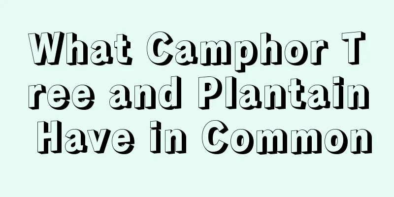 What Camphor Tree and Plantain Have in Common