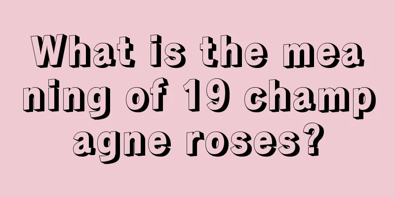 What is the meaning of 19 champagne roses?