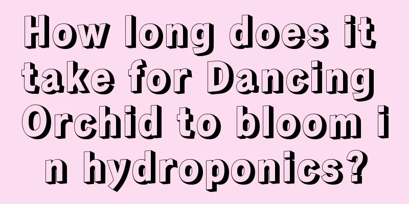 How long does it take for Dancing Orchid to bloom in hydroponics?