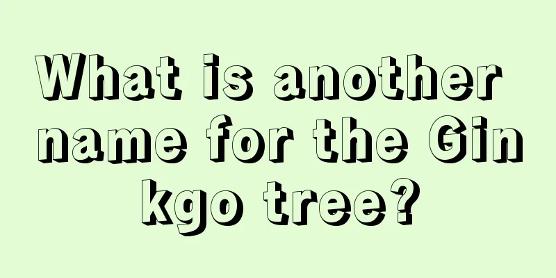 What is another name for the Ginkgo tree?