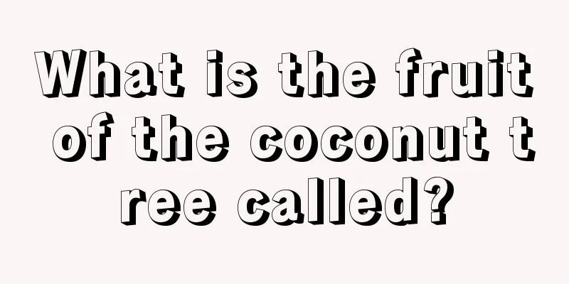 What is the fruit of the coconut tree called?