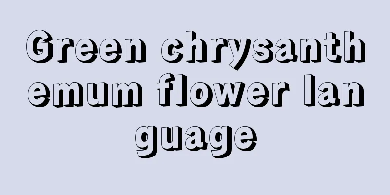 Green chrysanthemum flower language