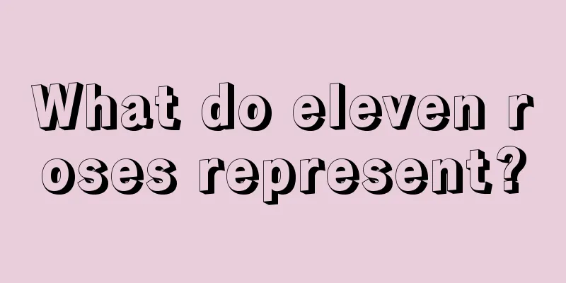 What do eleven roses represent?