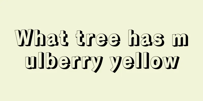 What tree has mulberry yellow