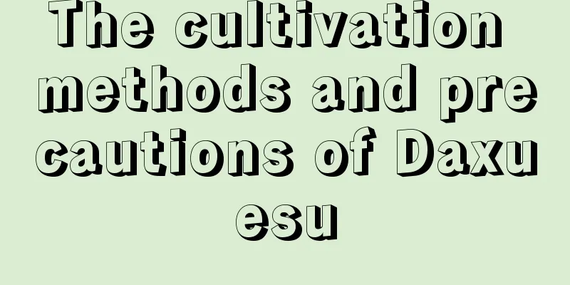 The cultivation methods and precautions of Daxuesu