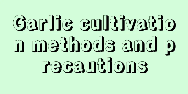 Garlic cultivation methods and precautions