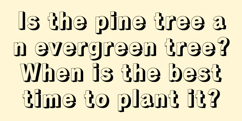 Is the pine tree an evergreen tree? When is the best time to plant it?