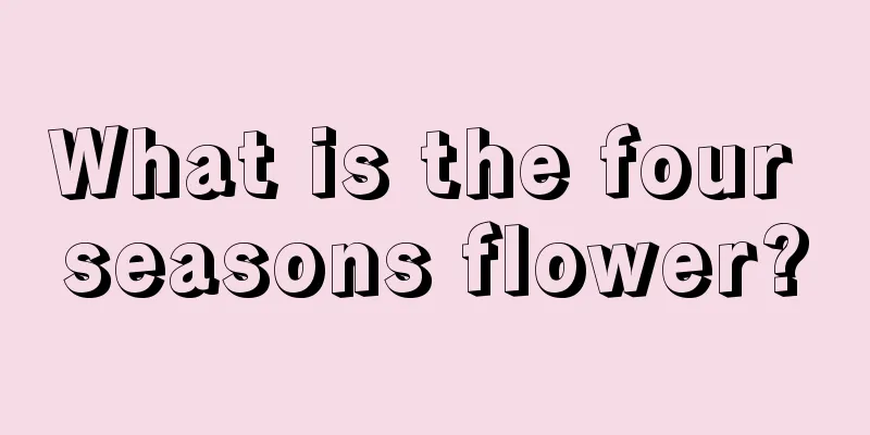 What is the four seasons flower?