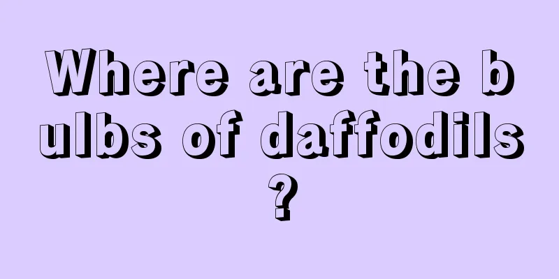 Where are the bulbs of daffodils?