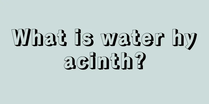 What is water hyacinth?