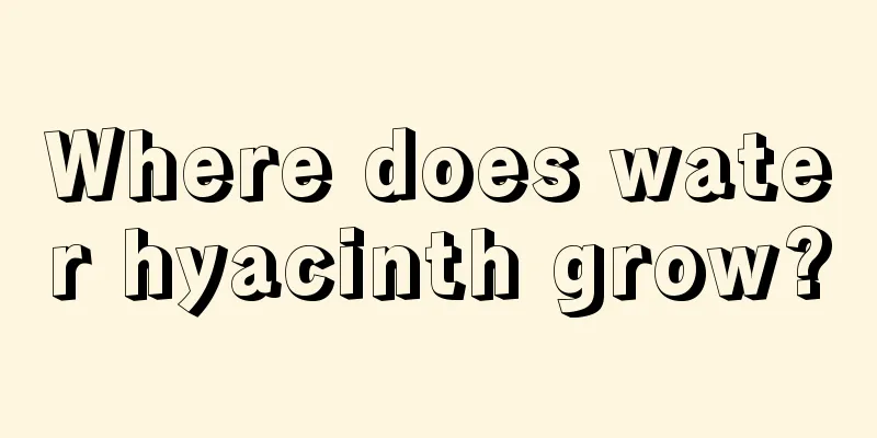 Where does water hyacinth grow?