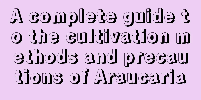 A complete guide to the cultivation methods and precautions of Araucaria