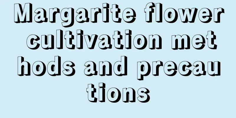 Margarite flower cultivation methods and precautions