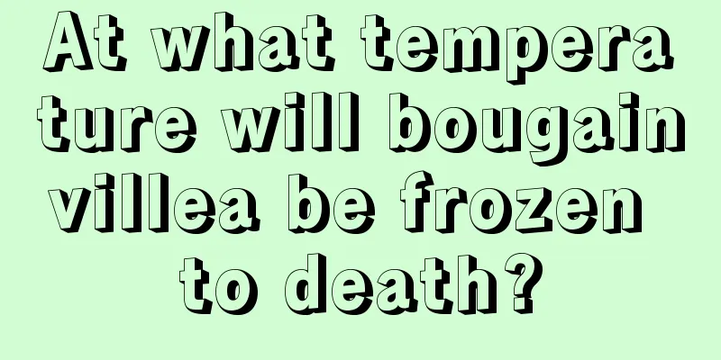 At what temperature will bougainvillea be frozen to death?