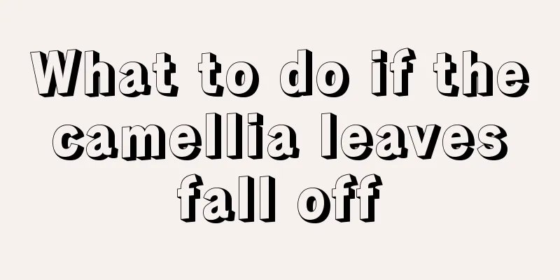 What to do if the camellia leaves fall off