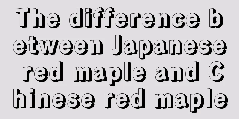 The difference between Japanese red maple and Chinese red maple